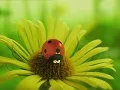 MINUSCULE ~小昆虫的故事~